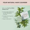 kitsch solid shampoo tea tree mint